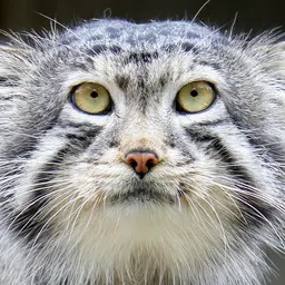 

    several-lizards

's profile picture