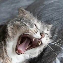 

    eiyrnas

's profile picture