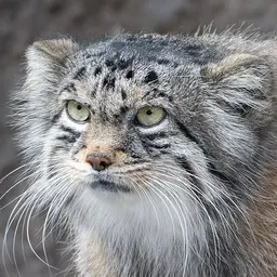 

    wolfofanarchy

's profile picture
