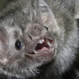 

    squeakybatboi

's profile picture